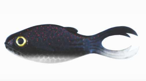 3.5" WARMOUTH / BABY BULL HEAD 4PK